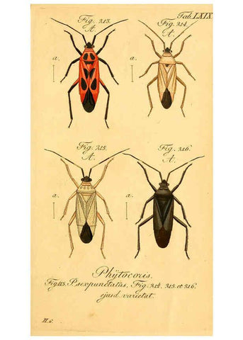 Reproducción/Reproduction 6096557368: Die wanzenartigen Insecten. plates 1-4. Nürnberg :In der C.H. Zeh'schen Buchhandlung,1831-1853