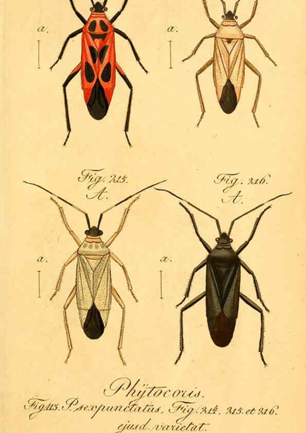 Reproducción/Reproduction 6096557368: Die wanzenartigen Insecten. plates 1-4. Nürnberg :In der C.H. Zeh'schen Buchhandlung,1831-1853