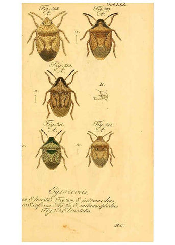 Reproducción/Reproduction 6096012873: Die wanzenartigen Insecten. plates 1-4. Nürnberg :In der C.H. Zeh'schen Buchhandlung,1831-1853