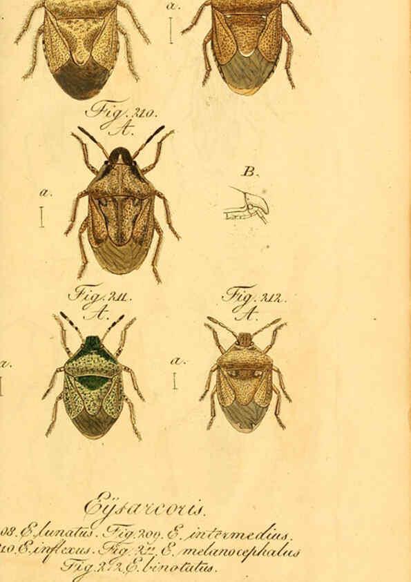 Reproducción/Reproduction 6096012873: Die wanzenartigen Insecten. plates 1-4. Nürnberg :In der C.H. Zeh'schen Buchhandlung,1831-1853