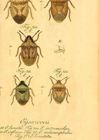 Reproducción/Reproduction 6096012873: Die wanzenartigen Insecten. plates 1-4. Nürnberg :In der C.H. Zeh'schen Buchhandlung,1831-1853