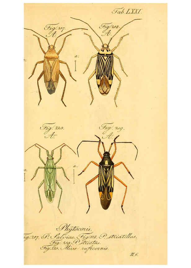 Reproducción/Reproduction 6096557812: Die wanzenartigen Insecten. plates 1-4. Nürnberg :In der C.H. Zeh'schen Buchhandlung,1831-1853