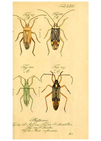 Reproducción/Reproduction 6096557812: Die wanzenartigen Insecten. plates 1-4. Nürnberg :In der C.H. Zeh'schen Buchhandlung,1831-1853