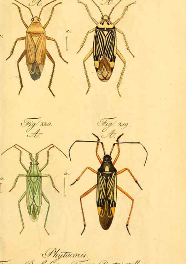 Reproducción/Reproduction 6096557812: Die wanzenartigen Insecten. plates 1-4. Nürnberg :In der C.H. Zeh'schen Buchhandlung,1831-1853