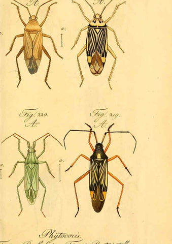 Reproducción/Reproduction 6096557812: Die wanzenartigen Insecten. plates 1-4. Nürnberg :In der C.H. Zeh'schen Buchhandlung,1831-1853