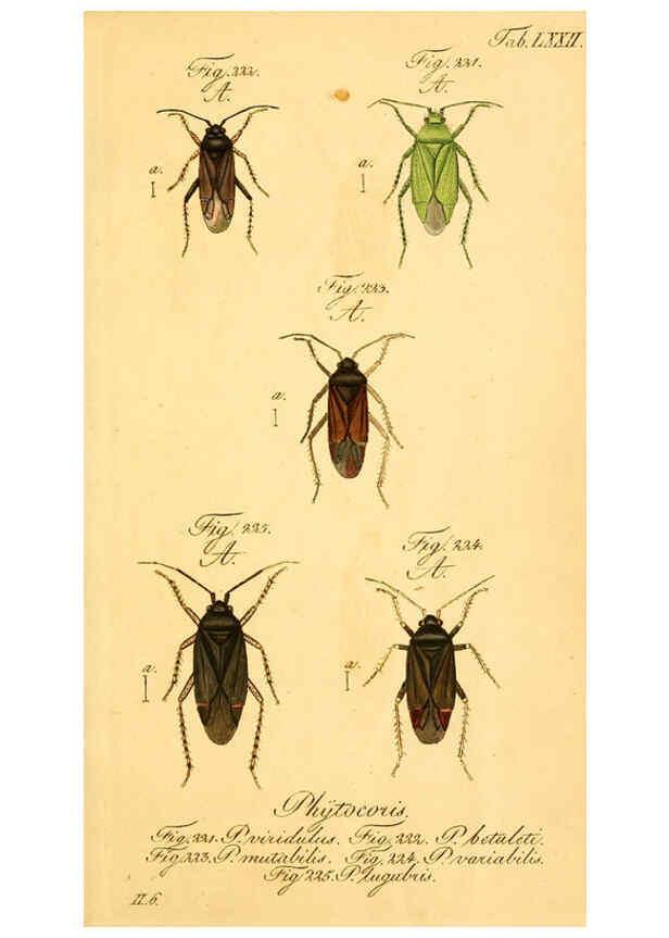 Reproducción/Reproduction 6096558274: Die wanzenartigen Insecten. plates 1-4. Nürnberg :In der C.H. Zeh'schen Buchhandlung,1831-1853
