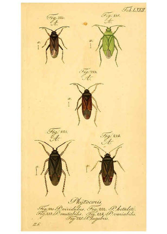 Reproducción/Reproduction 6096558274: Die wanzenartigen Insecten. plates 1-4. Nürnberg :In der C.H. Zeh'schen Buchhandlung,1831-1853