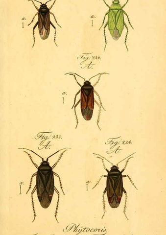 Reproducción/Reproduction 6096558274: Die wanzenartigen Insecten. plates 1-4. Nürnberg :In der C.H. Zeh'schen Buchhandlung,1831-1853