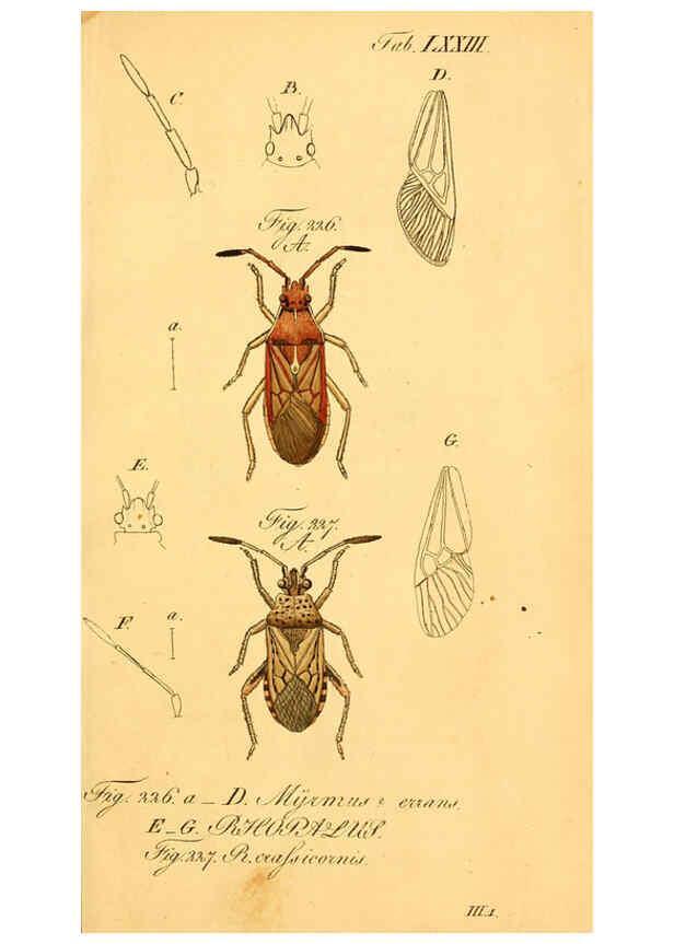 Reproducción/Reproduction 6096558562: Die wanzenartigen Insecten. plates 1-4. Nürnberg :In der C.H. Zeh'schen Buchhandlung,1831-1853