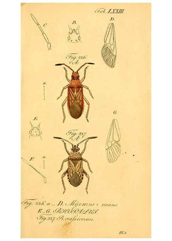 Reproducción/Reproduction 6096558562: Die wanzenartigen Insecten. plates 1-4. Nürnberg :In der C.H. Zeh'schen Buchhandlung,1831-1853