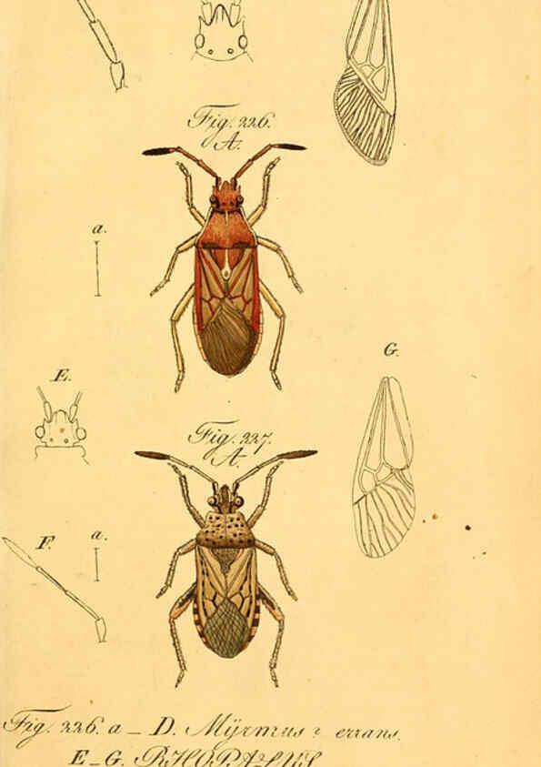 Reproducción/Reproduction 6096558562: Die wanzenartigen Insecten. plates 1-4. Nürnberg :In der C.H. Zeh'schen Buchhandlung,1831-1853
