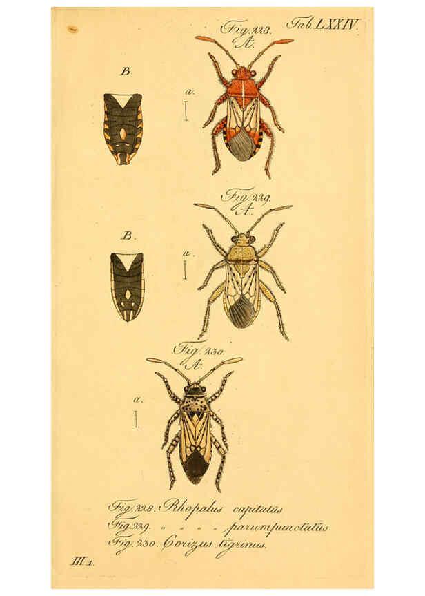 Reproducción/Reproduction 6096558784: Die wanzenartigen Insecten. plates 1-4. Nürnberg :In der C.H. Zeh'schen Buchhandlung,1831-1853
