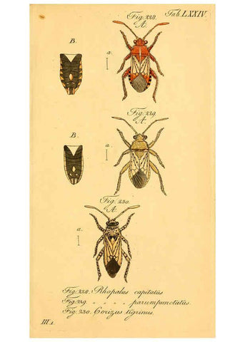 Reproducción/Reproduction 6096558784: Die wanzenartigen Insecten. plates 1-4. Nürnberg :In der C.H. Zeh'schen Buchhandlung,1831-1853
