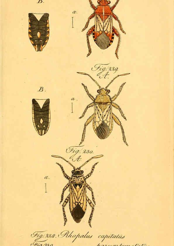 Reproducción/Reproduction 6096558784: Die wanzenartigen Insecten. plates 1-4. Nürnberg :In der C.H. Zeh'schen Buchhandlung,1831-1853
