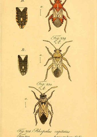Reproducción/Reproduction 6096558784: Die wanzenartigen Insecten. plates 1-4. Nürnberg :In der C.H. Zeh'schen Buchhandlung,1831-1853