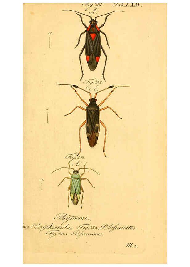 Reproducción/Reproduction 6096014569: Die wanzenartigen Insecten. plates 1-4. Nürnberg :In der C.H. Zeh'schen Buchhandlung,1831-1853