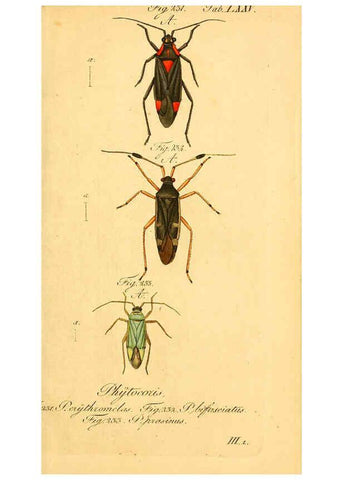 Reproducción/Reproduction 6096014569: Die wanzenartigen Insecten. plates 1-4. Nürnberg :In der C.H. Zeh'schen Buchhandlung,1831-1853