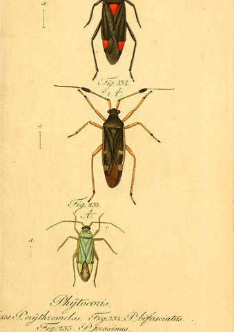 Reproducción/Reproduction 6096014569: Die wanzenartigen Insecten. plates 1-4. Nürnberg :In der C.H. Zeh'schen Buchhandlung,1831-1853