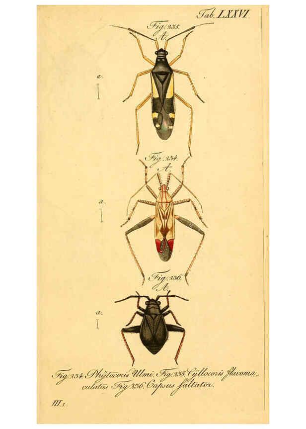 Reproducción/Reproduction 6096559618: Die wanzenartigen Insecten. plates 1-4. Nürnberg :In der C.H. Zeh'schen Buchhandlung,1831-1853