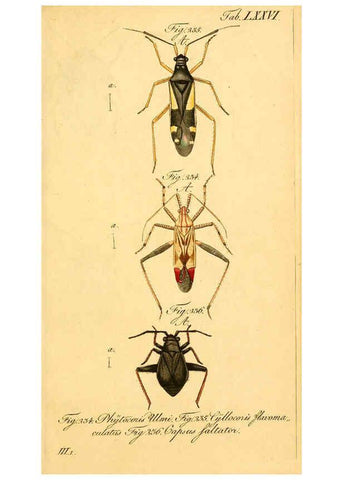 Reproducción/Reproduction 6096559618: Die wanzenartigen Insecten. plates 1-4. Nürnberg :In der C.H. Zeh'schen Buchhandlung,1831-1853