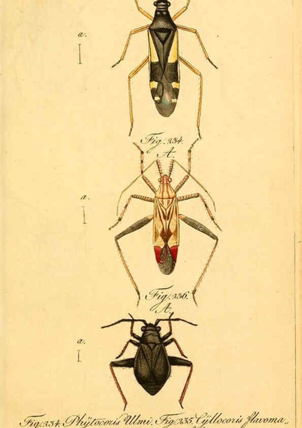 Reproducción/Reproduction 6096559618: Die wanzenartigen Insecten. plates 1-4. Nürnberg :In der C.H. Zeh'schen Buchhandlung,1831-1853
