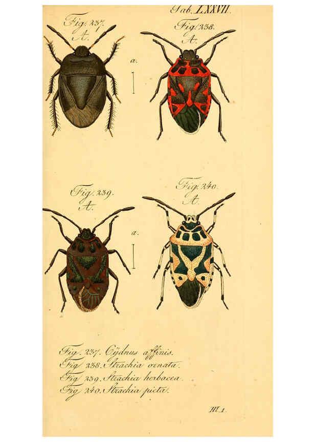 Reproducción/Reproduction 6096015179: Die wanzenartigen Insecten. plates 1-4. Nürnberg :In der C.H. Zeh'schen Buchhandlung,1831-1853