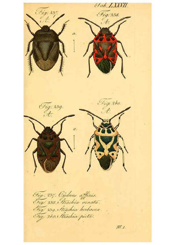 Reproducción/Reproduction 6096015179: Die wanzenartigen Insecten. plates 1-4. Nürnberg :In der C.H. Zeh'schen Buchhandlung,1831-1853