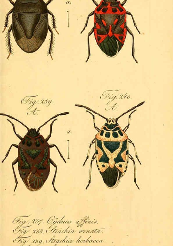 Reproducción/Reproduction 6096015179: Die wanzenartigen Insecten. plates 1-4. Nürnberg :In der C.H. Zeh'schen Buchhandlung,1831-1853