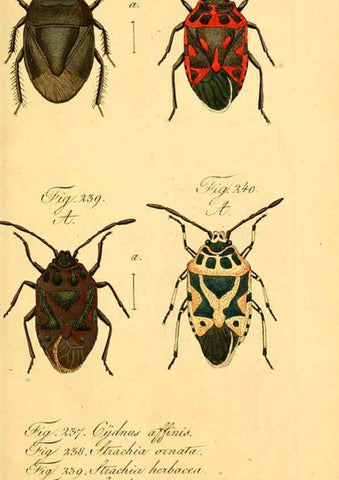 Reproducción/Reproduction 6096015179: Die wanzenartigen Insecten. plates 1-4. Nürnberg :In der C.H. Zeh'schen Buchhandlung,1831-1853