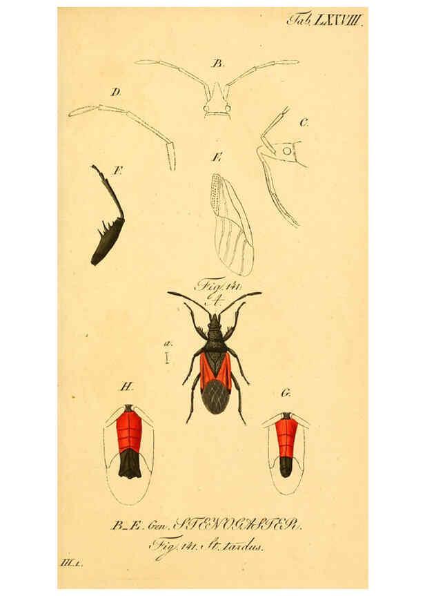 Reproducción/Reproduction 6096015389: Die wanzenartigen Insecten. plates 1-4. Nürnberg :In der C.H. Zeh'schen Buchhandlung,1831-1853