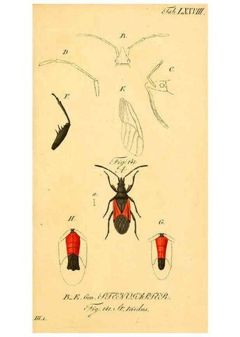 Reproducción/Reproduction 6096015389: Die wanzenartigen Insecten. plates 1-4. Nürnberg :In der C.H. Zeh'schen Buchhandlung,1831-1853