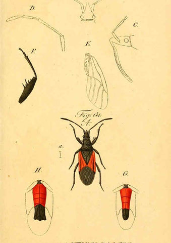 Reproducción/Reproduction 6096015389: Die wanzenartigen Insecten. plates 1-4. Nürnberg :In der C.H. Zeh'schen Buchhandlung,1831-1853