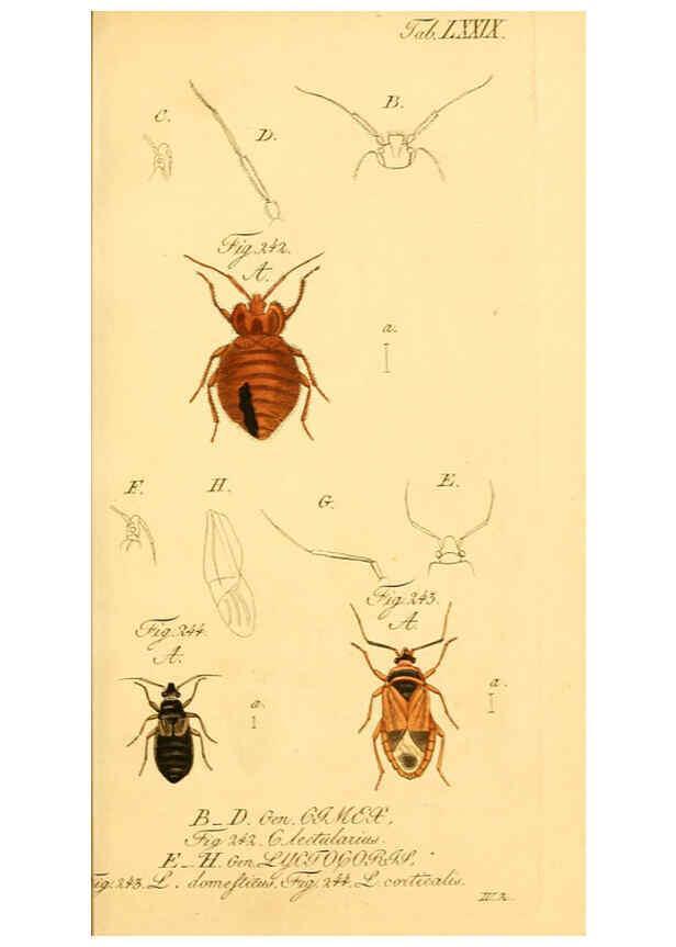 Reproducción/Reproduction 6096015581: Die wanzenartigen Insecten. plates 1-4. Nürnberg :In der C.H. Zeh'schen Buchhandlung,1831-1853