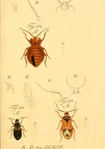 Reproducción/Reproduction 6096015581: Die wanzenartigen Insecten. plates 1-4. Nürnberg :In der C.H. Zeh'schen Buchhandlung,1831-1853