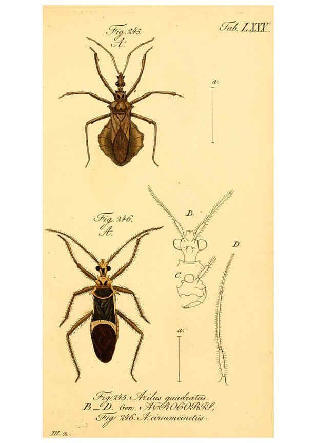 Reproducción/Reproduction 6096560388: Die wanzenartigen Insecten. plates 1-4. Nürnberg :In der C.H. Zeh'schen Buchhandlung,1831-1853