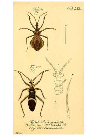 Reproducción/Reproduction 6096560388: Die wanzenartigen Insecten. plates 1-4. Nürnberg :In der C.H. Zeh'schen Buchhandlung,1831-1853