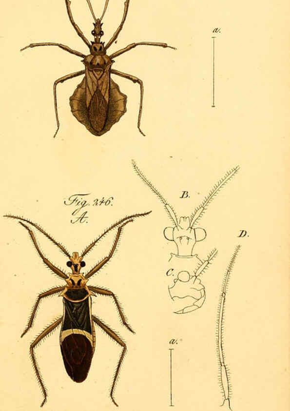 Reproducción/Reproduction 6096560388: Die wanzenartigen Insecten. plates 1-4. Nürnberg :In der C.H. Zeh'schen Buchhandlung,1831-1853