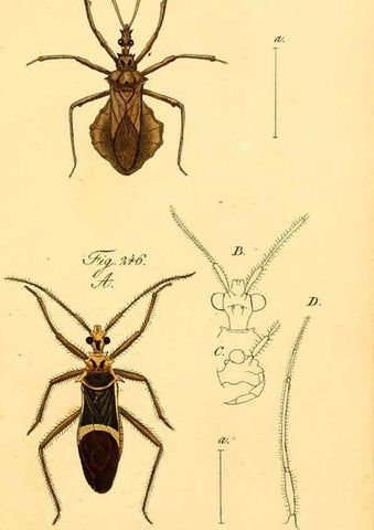 Reproducción/Reproduction 6096560388: Die wanzenartigen Insecten. plates 1-4. Nürnberg :In der C.H. Zeh'schen Buchhandlung,1831-1853