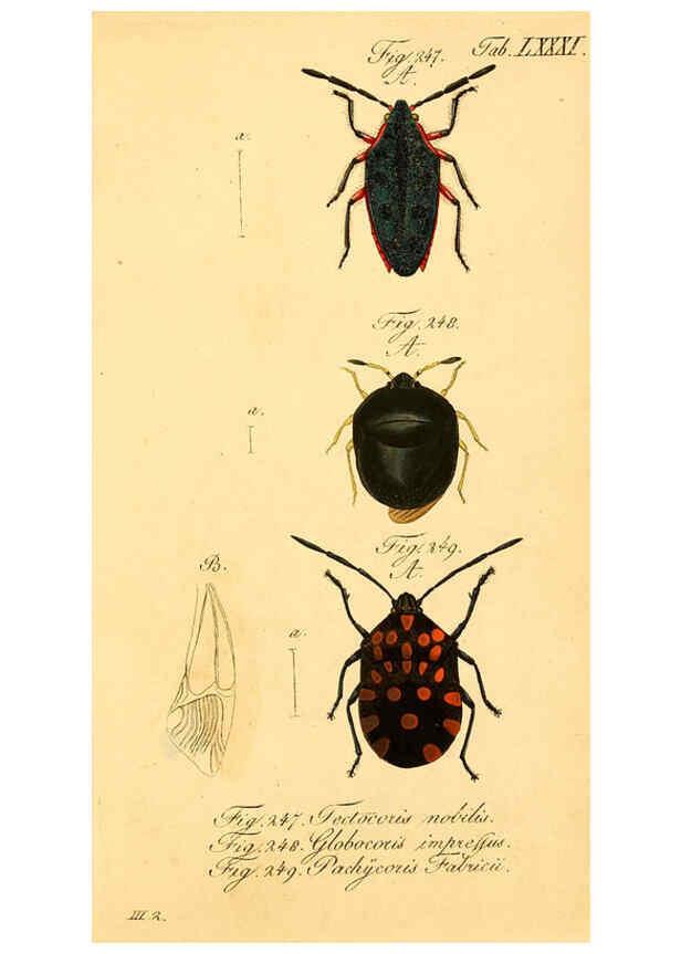 Reproducción/Reproduction 6096560552: Die wanzenartigen Insecten. plates 1-4. Nürnberg :In der C.H. Zeh'schen Buchhandlung,1831-1853