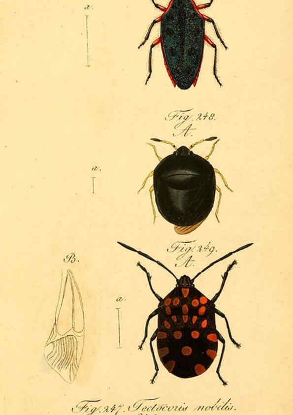 Reproducción/Reproduction 6096560552: Die wanzenartigen Insecten. plates 1-4. Nürnberg :In der C.H. Zeh'schen Buchhandlung,1831-1853
