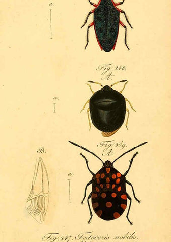 Reproducción/Reproduction 6096560552: Die wanzenartigen Insecten. plates 1-4. Nürnberg :In der C.H. Zeh'schen Buchhandlung,1831-1853