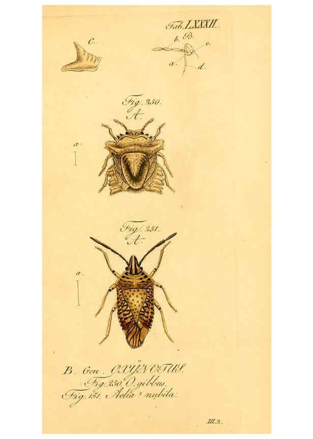 Reproducción/Reproduction 6096016187: Die wanzenartigen Insecten. plates 1-4. Nürnberg :In der C.H. Zeh'schen Buchhandlung,1831-1853