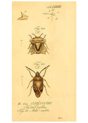 Reproducción/Reproduction 6096016187: Die wanzenartigen Insecten. plates 1-4. Nürnberg :In der C.H. Zeh'schen Buchhandlung,1831-1853