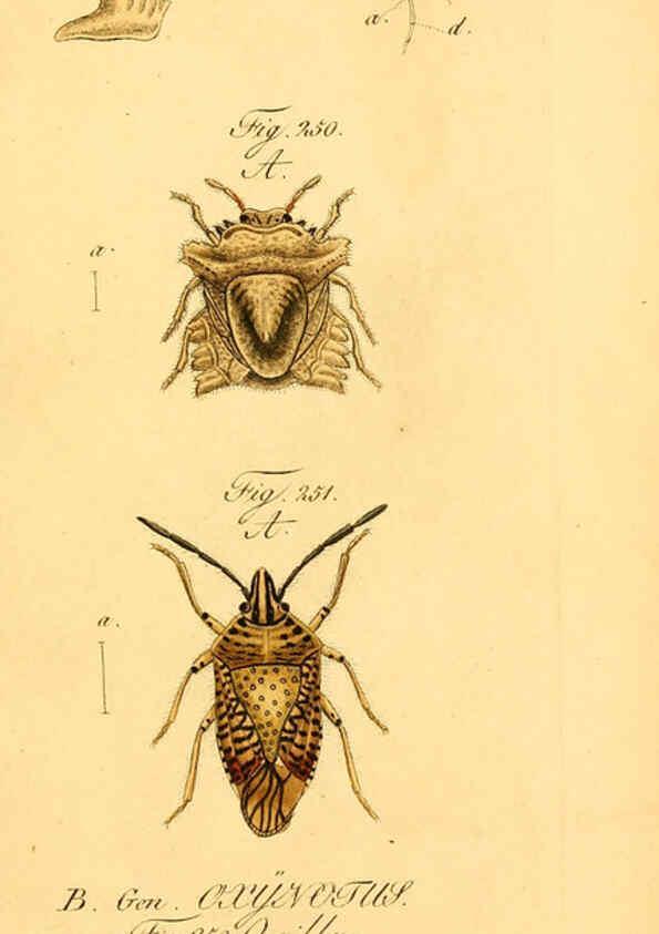 Reproducción/Reproduction 6096016187: Die wanzenartigen Insecten. plates 1-4. Nürnberg :In der C.H. Zeh'schen Buchhandlung,1831-1853