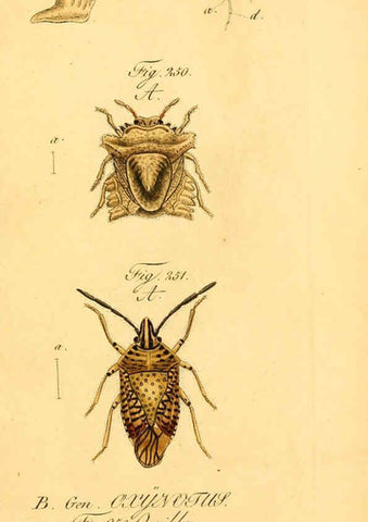 Reproducción/Reproduction 6096016187: Die wanzenartigen Insecten. plates 1-4. Nürnberg :In der C.H. Zeh'schen Buchhandlung,1831-1853