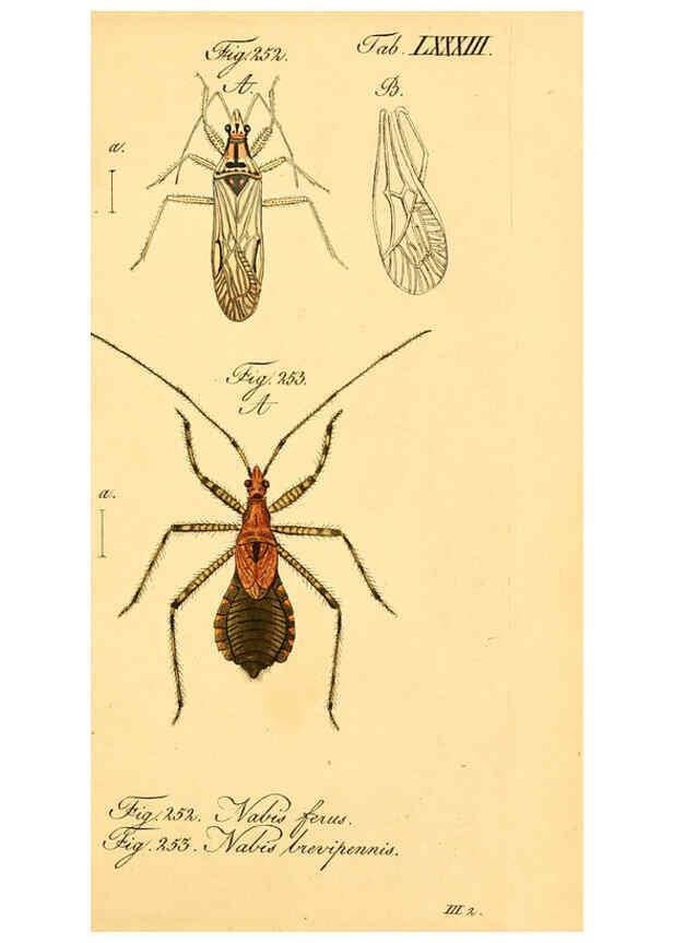 Reproducción/Reproduction 6096016397: Die wanzenartigen Insecten. plates 1-4. Nürnberg :In der C.H. Zeh'schen Buchhandlung,1831-1853