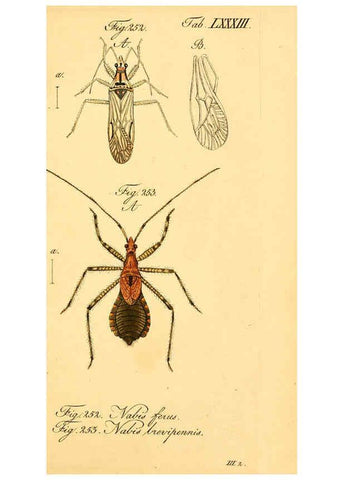 Reproducción/Reproduction 6096016397: Die wanzenartigen Insecten. plates 1-4. Nürnberg :In der C.H. Zeh'schen Buchhandlung,1831-1853