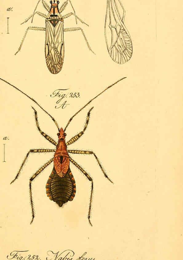 Reproducción/Reproduction 6096016397: Die wanzenartigen Insecten. plates 1-4. Nürnberg :In der C.H. Zeh'schen Buchhandlung,1831-1853