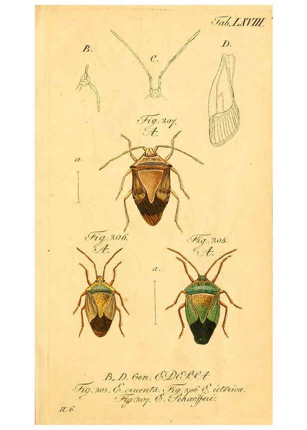 Reproducción/Reproduction 6096557092: Die wanzenartigen Insecten. plates 1-4. Nürnberg :In der C.H. Zeh'schen Buchhandlung,1831-1853