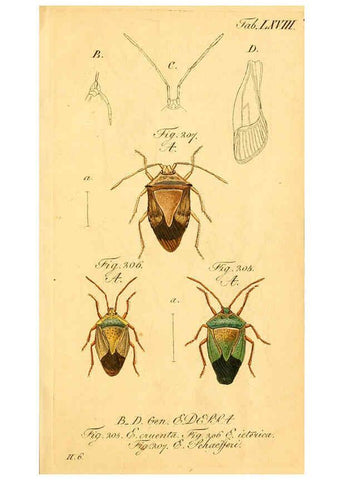 Reproducción/Reproduction 6096557092: Die wanzenartigen Insecten. plates 1-4. Nürnberg :In der C.H. Zeh'schen Buchhandlung,1831-1853